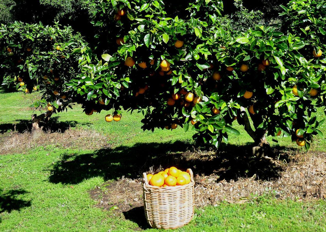 Rosecliffe Farm Cottages Pomona Экстерьер фото